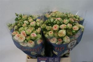 ROSE BR. PRETTY PEPITA Holl. 40
